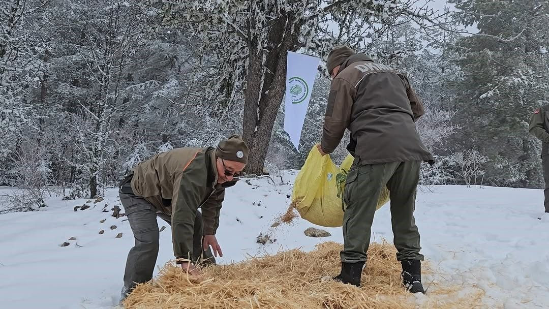 Kastamonu’da Yaban Hayvanlarına Kış Desteği! Doğaya Yem Bırakıldı - Sayfa 2