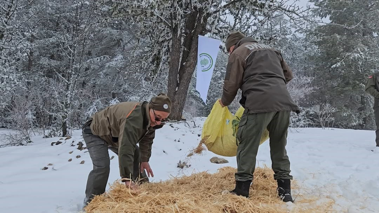 Kastamonu’da Yaban Hayvanlarına Kış Desteği! Doğaya Yem Bırakıldı