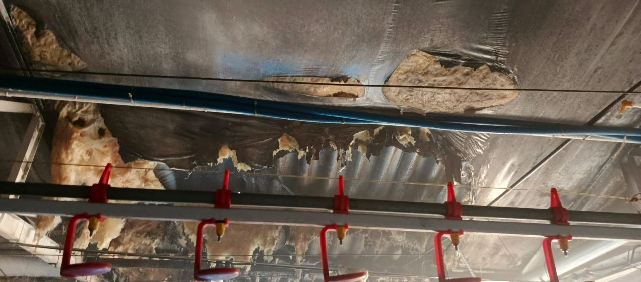 Sakarya'da Tavuk Çiftliğinde Yangın: İtfaiye Müdahale Etti - Sayfa 2