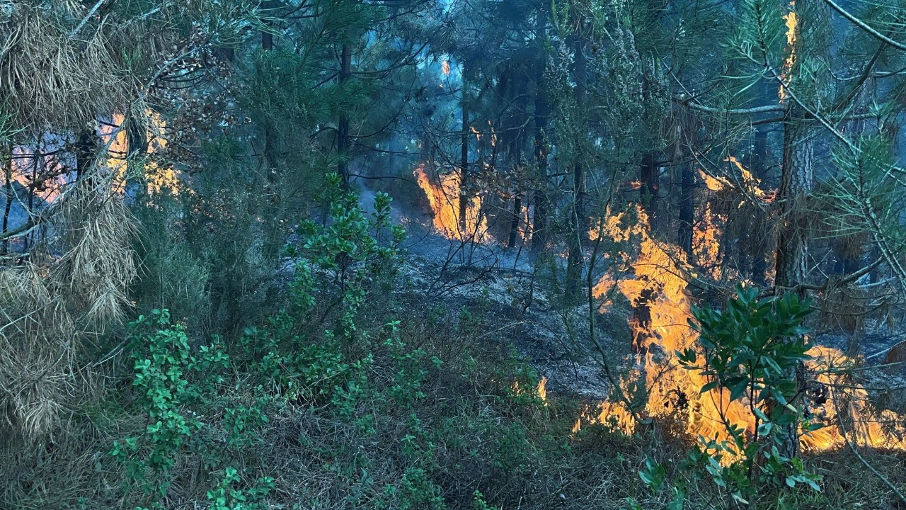 İzmit’te Ormanlık Alanda Yangın Çıktı: Ekipler Anında Müdahale Ederek Söndürdü!