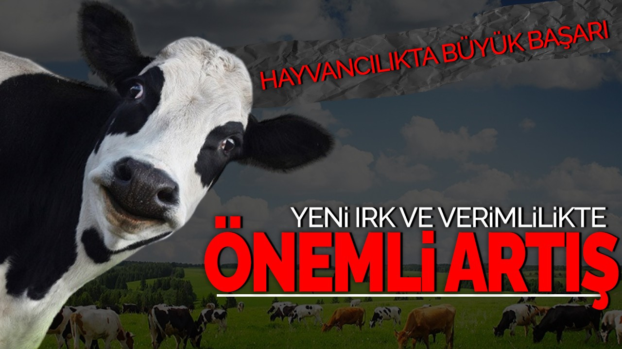 Hayvancılıkta Büyük Başarı: Yerli Irk ve Verimlilikte Önemli Artış!