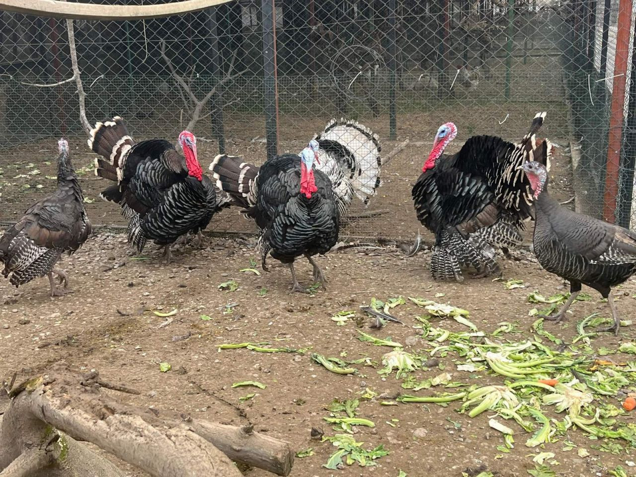 Arifiye Gölya Tabiat Parkı'na Hafta Sonu Yoğun İlgi - Sayfa 7