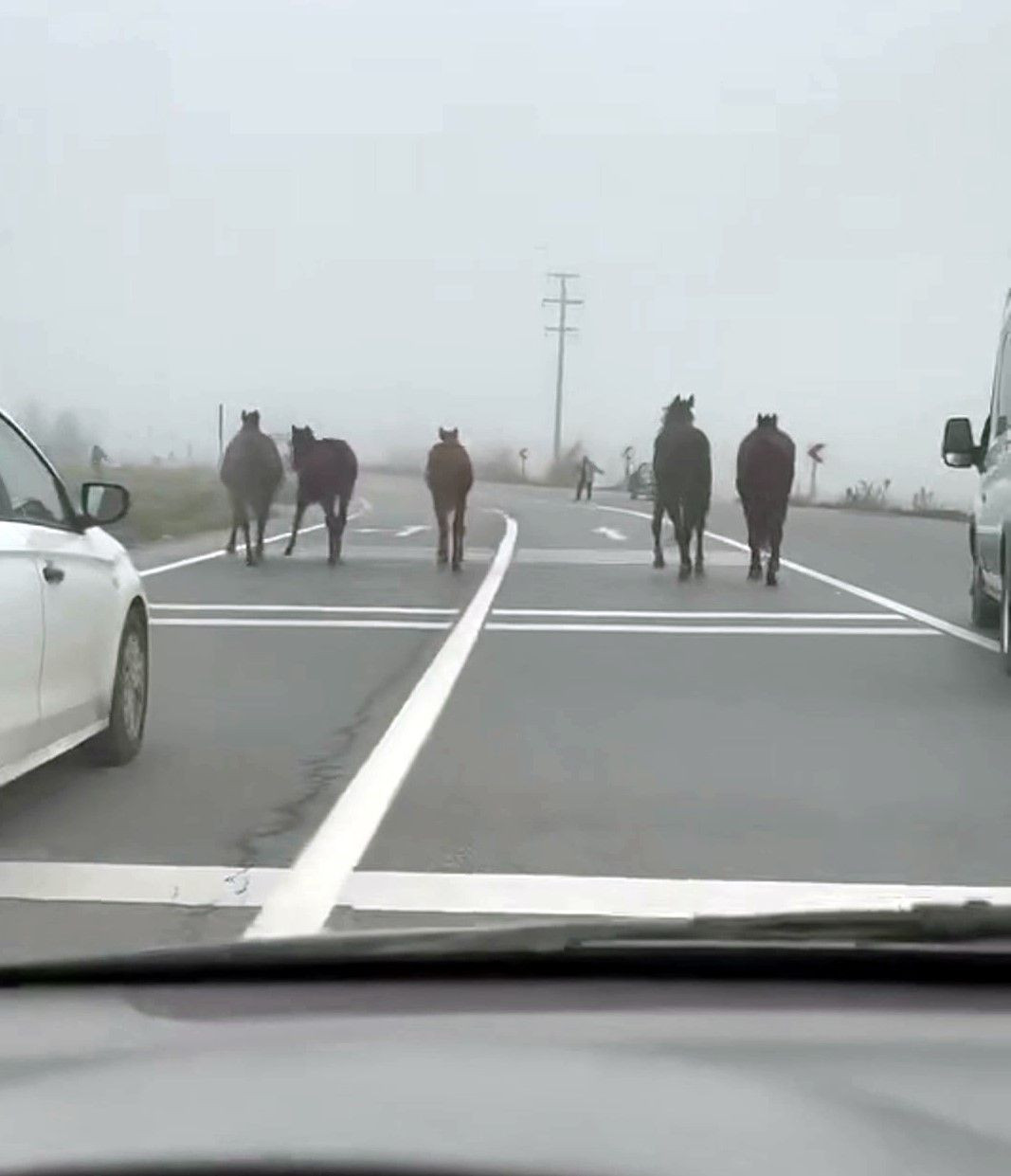 D-140 Kara Yolunda Dörtnala Koşan Atlar Sürücüleri Şaşırttı - Sayfa 5