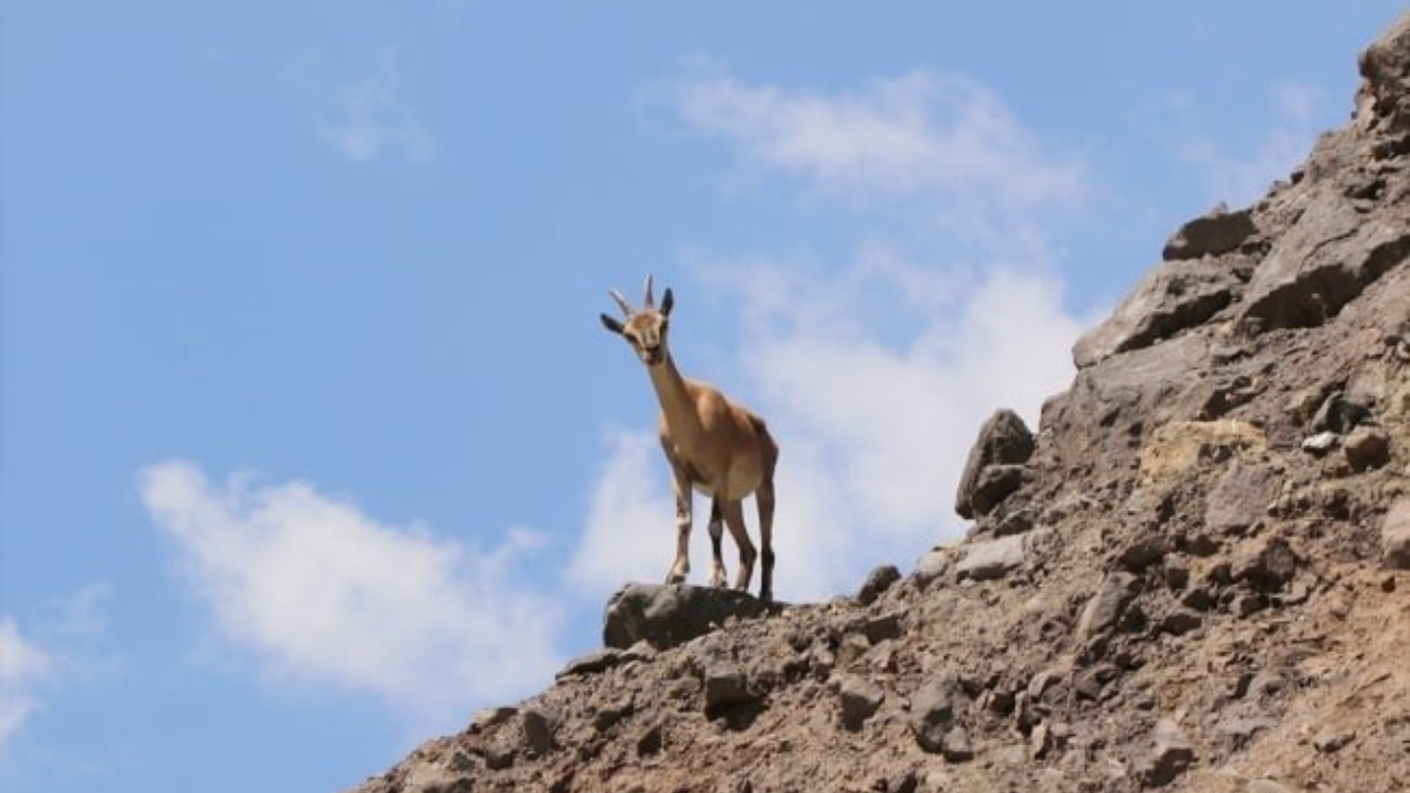 Malatya'da Koruma Altındaki Yaban Keçisini Avlayana Rekor Ceza!