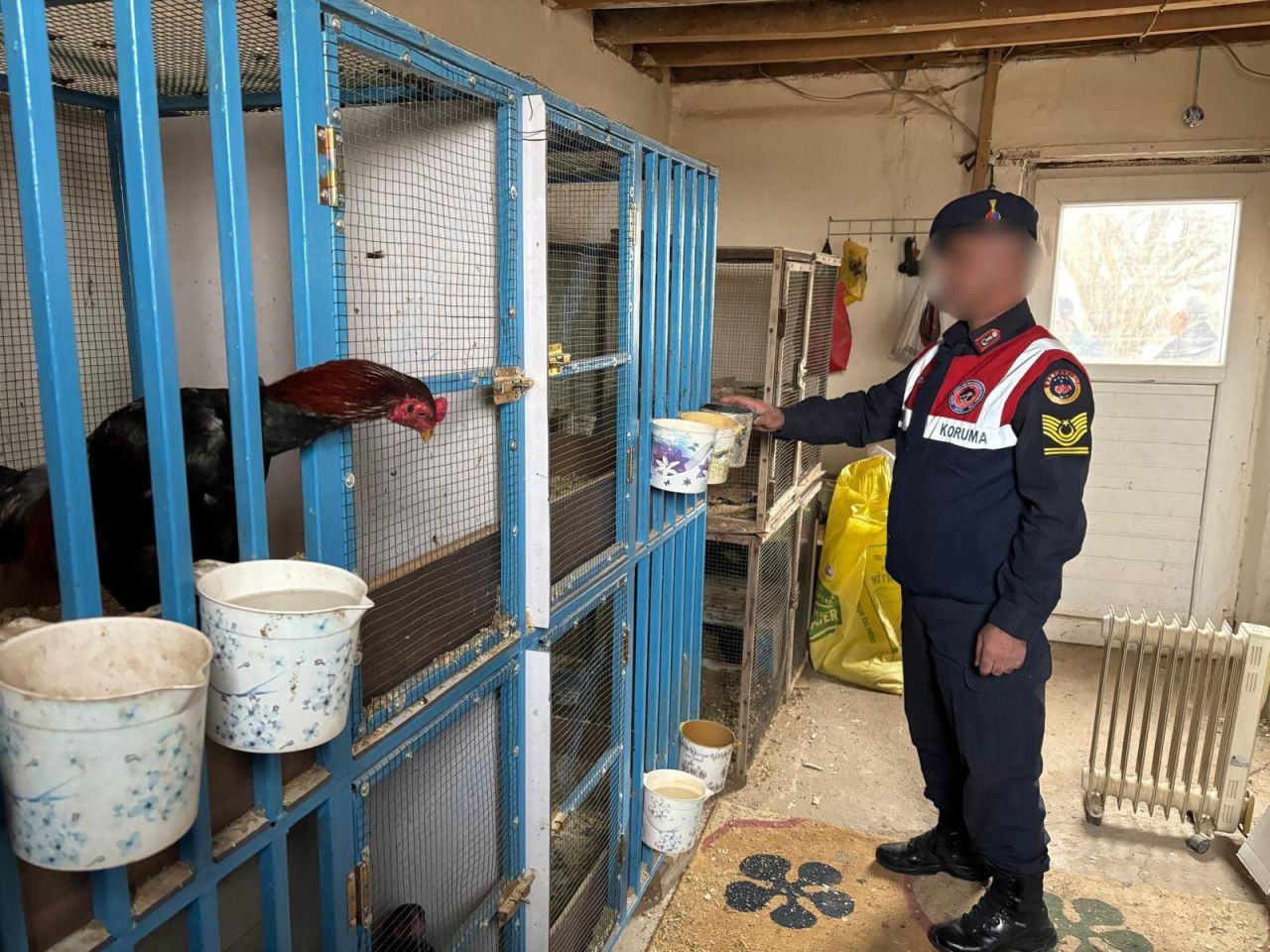 Jandarmadan Horoz Dövüşüne Baskın: Silah ve Uyuşturucu Ele Geçirildi - Sayfa 3