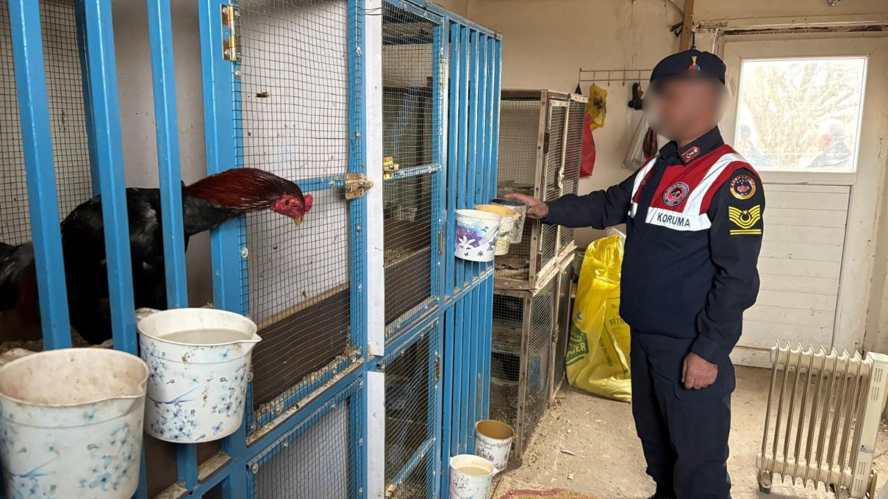 Jandarmadan Horoz Dövüşüne Baskın: Silah ve Uyuşturucu Ele Geçirildi