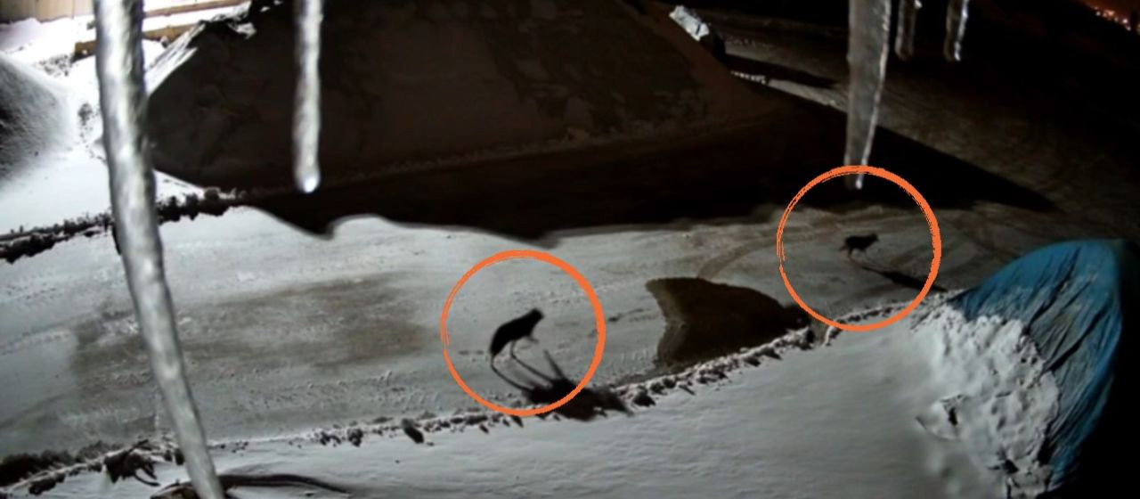 Yüksekova’da Maden Tesisine Giren Kurtlar Kameraya Yansıdı - Sayfa 4