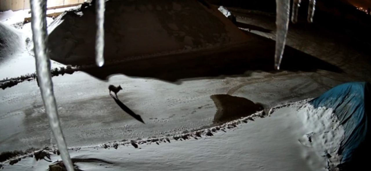 Yüksekova’da Maden Tesisine Giren Kurtlar Kameraya Yansıdı - Sayfa 5