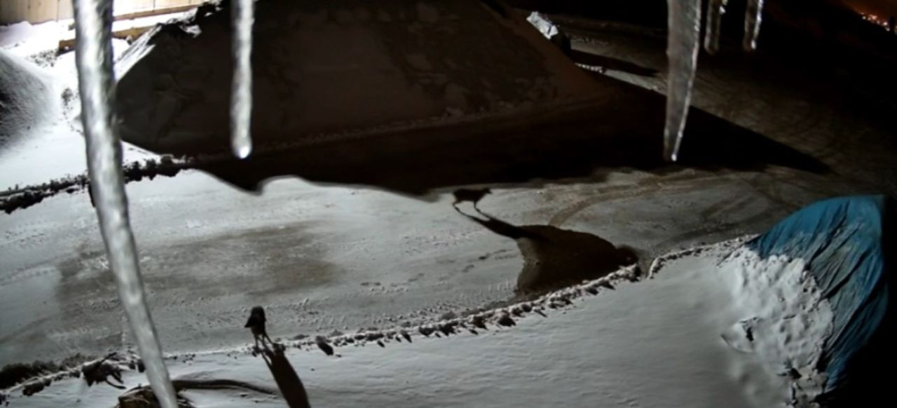 Yüksekova’da Maden Tesisine Giren Kurtlar Kameraya Yansıdı - Sayfa 3