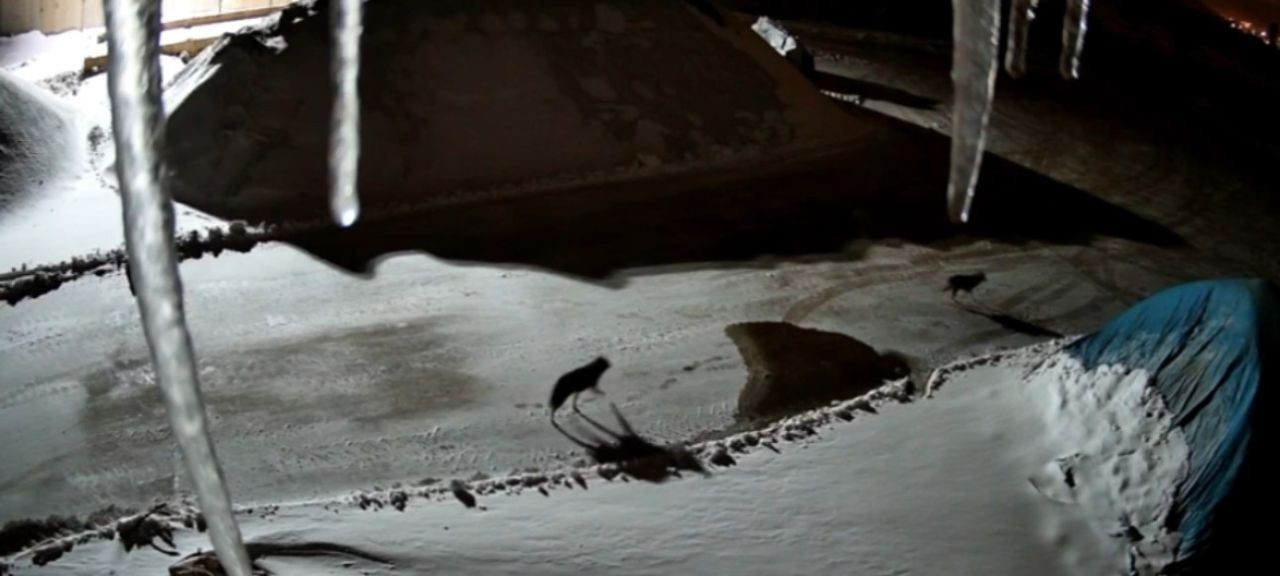 Yüksekova’da Maden Tesisine Giren Kurtlar Kameraya Yansıdı - Sayfa 1