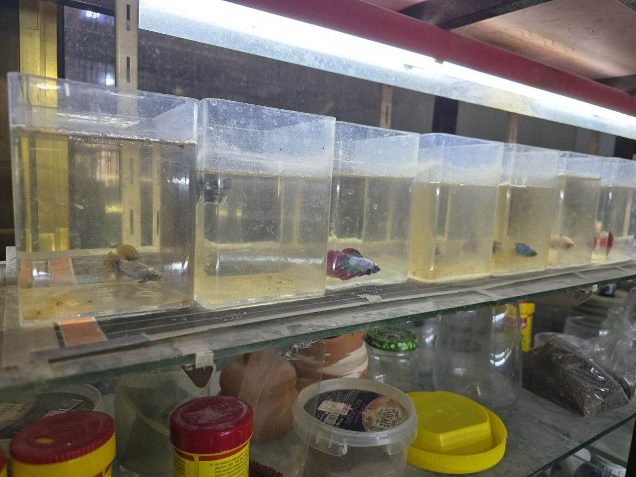 Kavgacı balıklar ayrı bölümlerde tutularak satışa sunuluyor - Sayfa 4