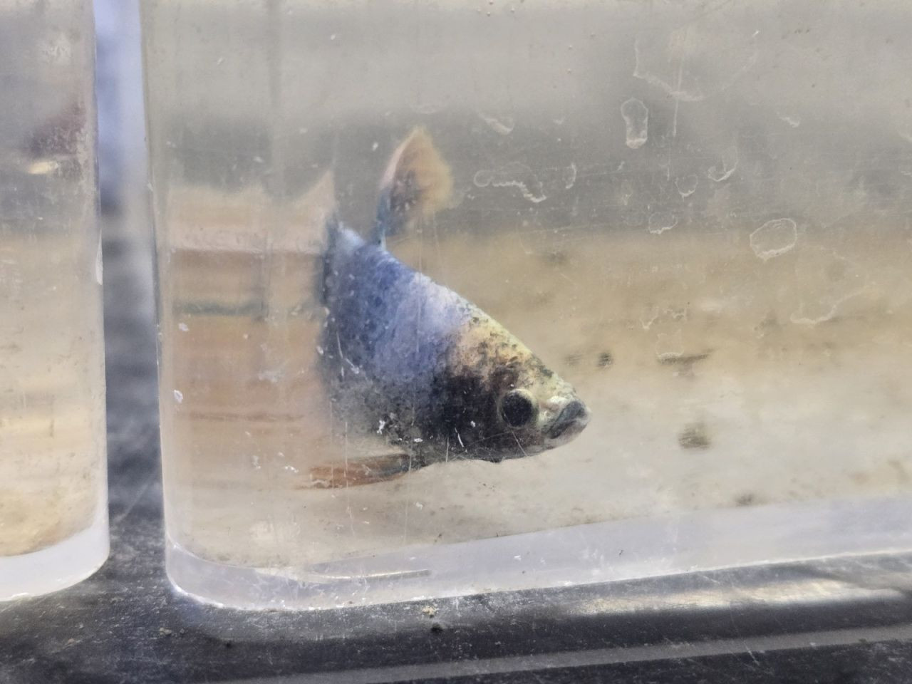 Kavgacı balıklar ayrı bölümlerde tutularak satışa sunuluyor - Sayfa 5