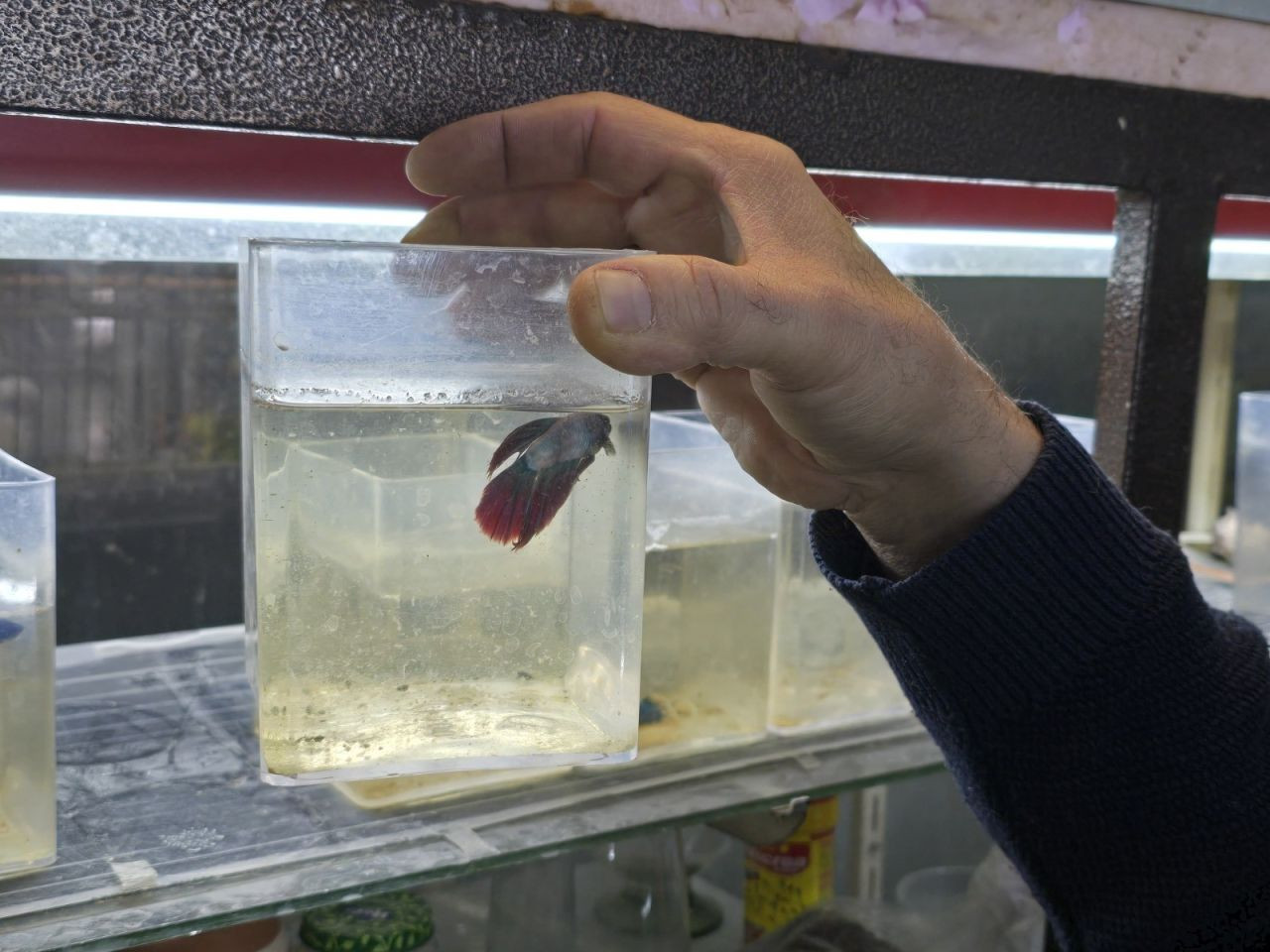 Kavgacı balıklar ayrı bölümlerde tutularak satışa sunuluyor - Sayfa 3
