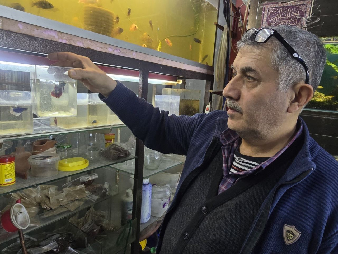 Kavgacı balıklar ayrı bölümlerde tutularak satışa sunuluyor - Sayfa 2