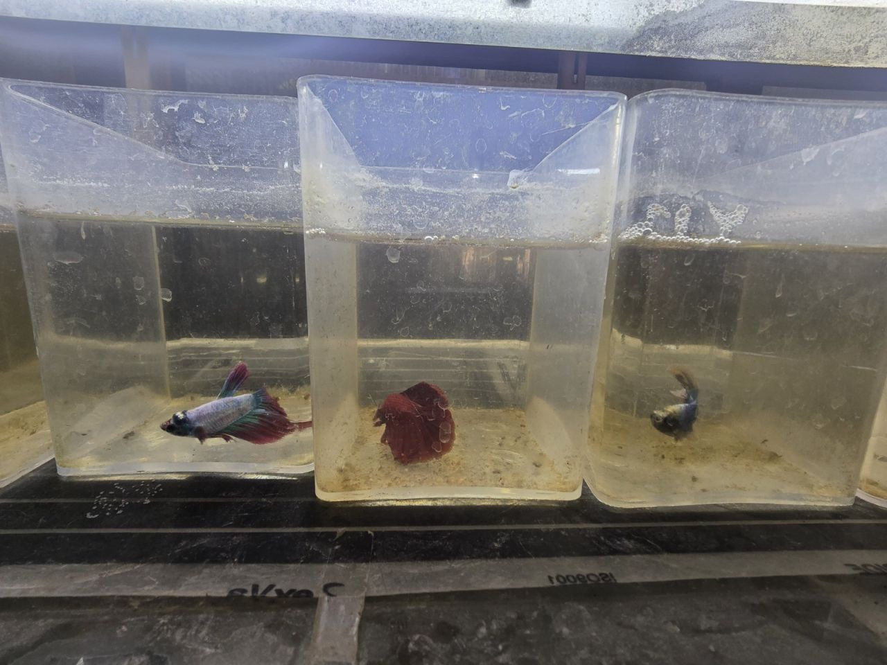 Kavgacı balıklar ayrı bölümlerde tutularak satışa sunuluyor - Sayfa 1
