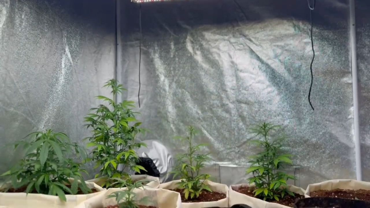 Tekirdağ’da Eve Kenevir Serası Kurdu! Jandarmadan Operasyon - Sayfa 3