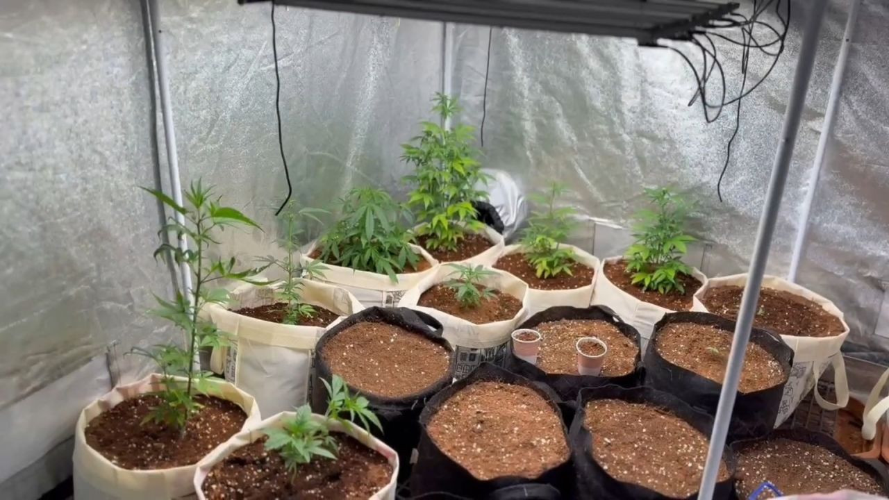 Tekirdağ’da Eve Kenevir Serası Kurdu! Jandarmadan Operasyon - Sayfa 2