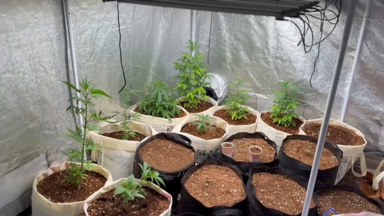 Tekirdağ’da Eve Kenevir Serası Kurdu! Jandarmadan Operasyon