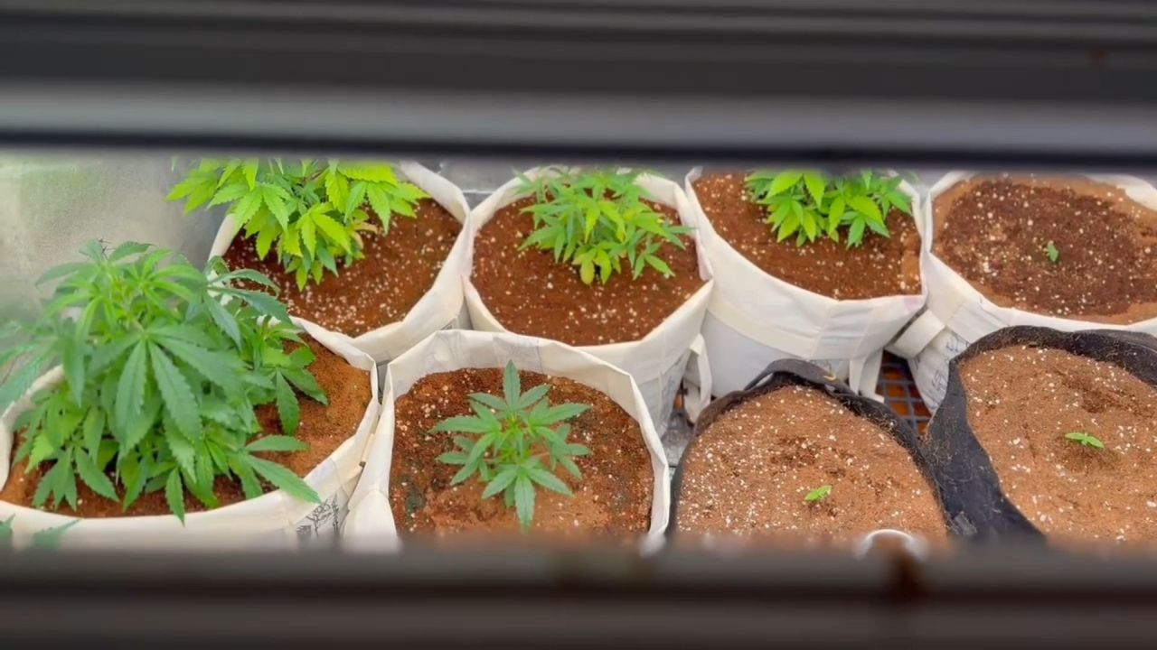 Tekirdağ’da Eve Kenevir Serası Kurdu! Jandarmadan Operasyon - Sayfa 1