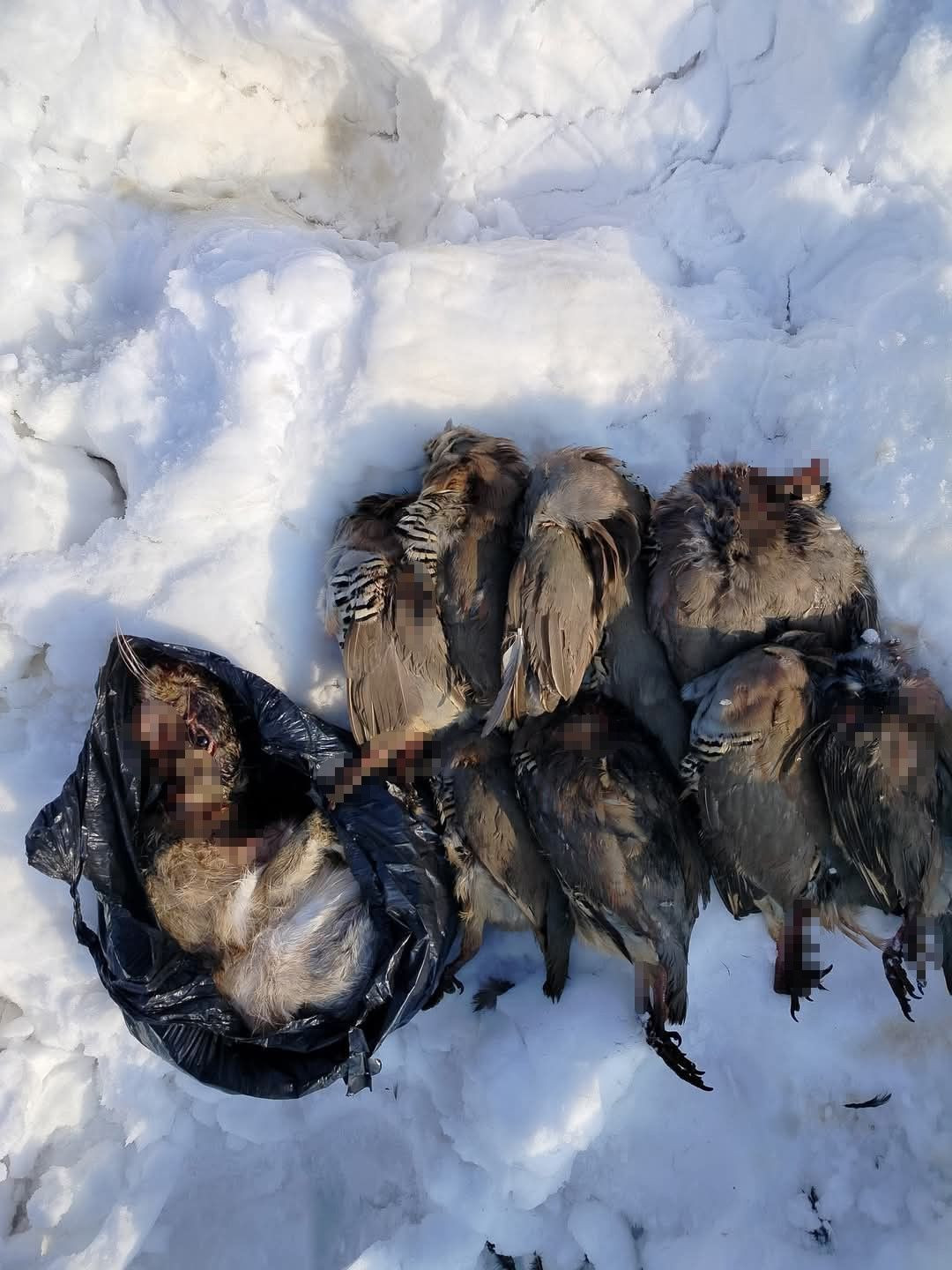 Muş’ta Kaçak Avcılara 90 Bin TL’yi Aşan Ağır Ceza - Sayfa 1