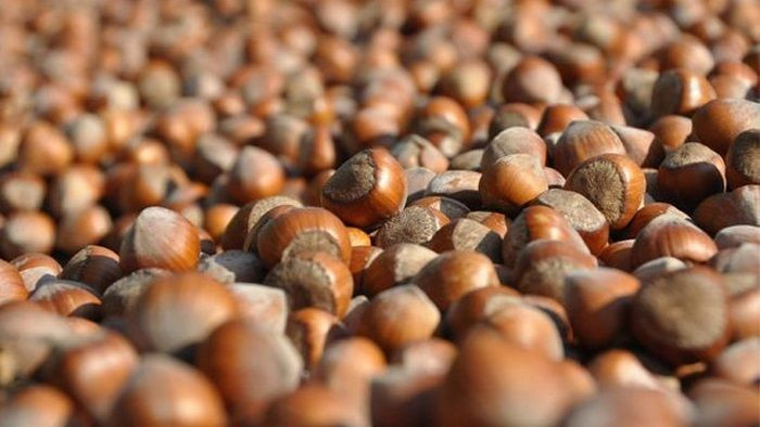 Fındık İhracatında Rekor Kırıldı! Düzce'den Avrupa'ya 2 Bin 416 Ton İç Fındık İhracı - Sayfa 1