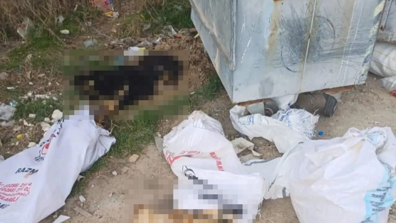 Kırklareli’nde Şüpheli Hayvan Ölümleri: 11 Köpek ve 1 Kuzu Ölü Bulundu