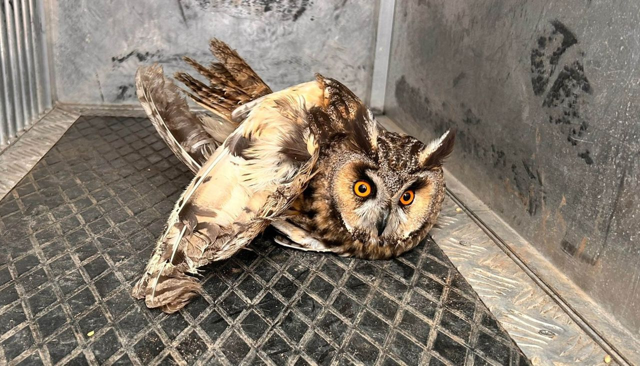 Kırıkkale’de Jandarma Yaralı Baykuşa Şefkat Eli Uzattı - Sayfa 2