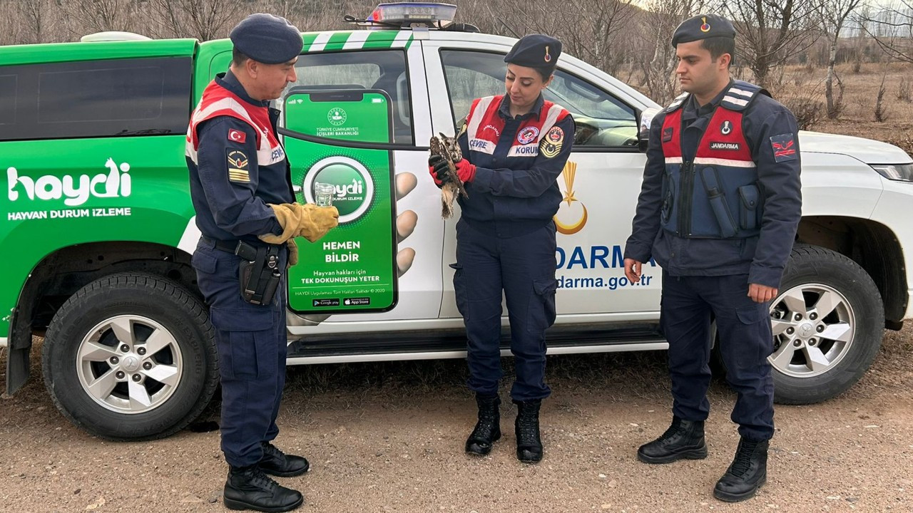 Kırıkkale’de Jandarma Yaralı Baykuşa Şefkat Eli Uzattı