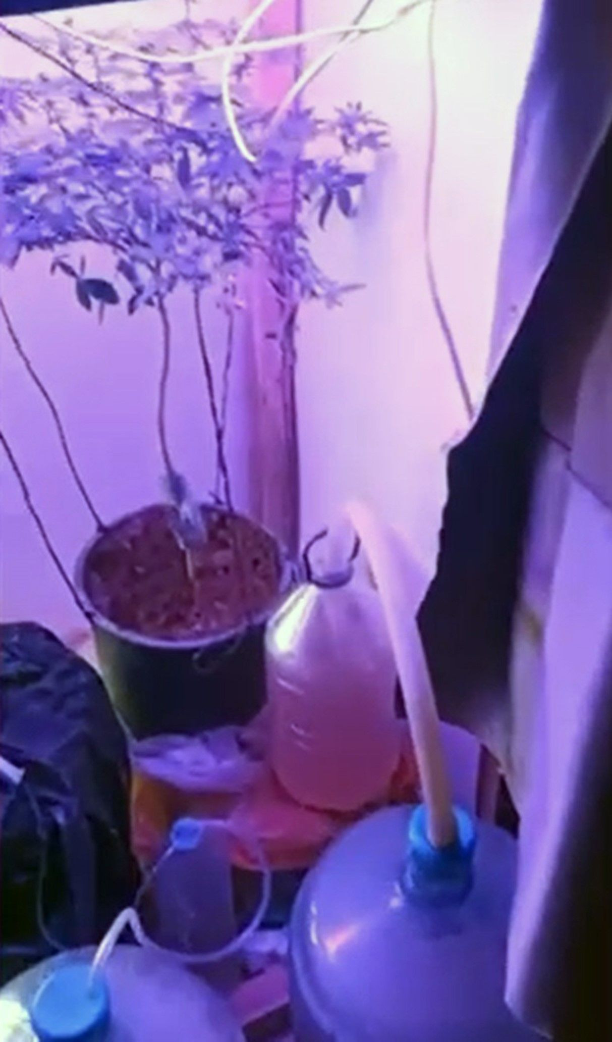 Muğla’da Uyuşturucu Üretim Düzeneği Ele Geçirildi - Sayfa 1