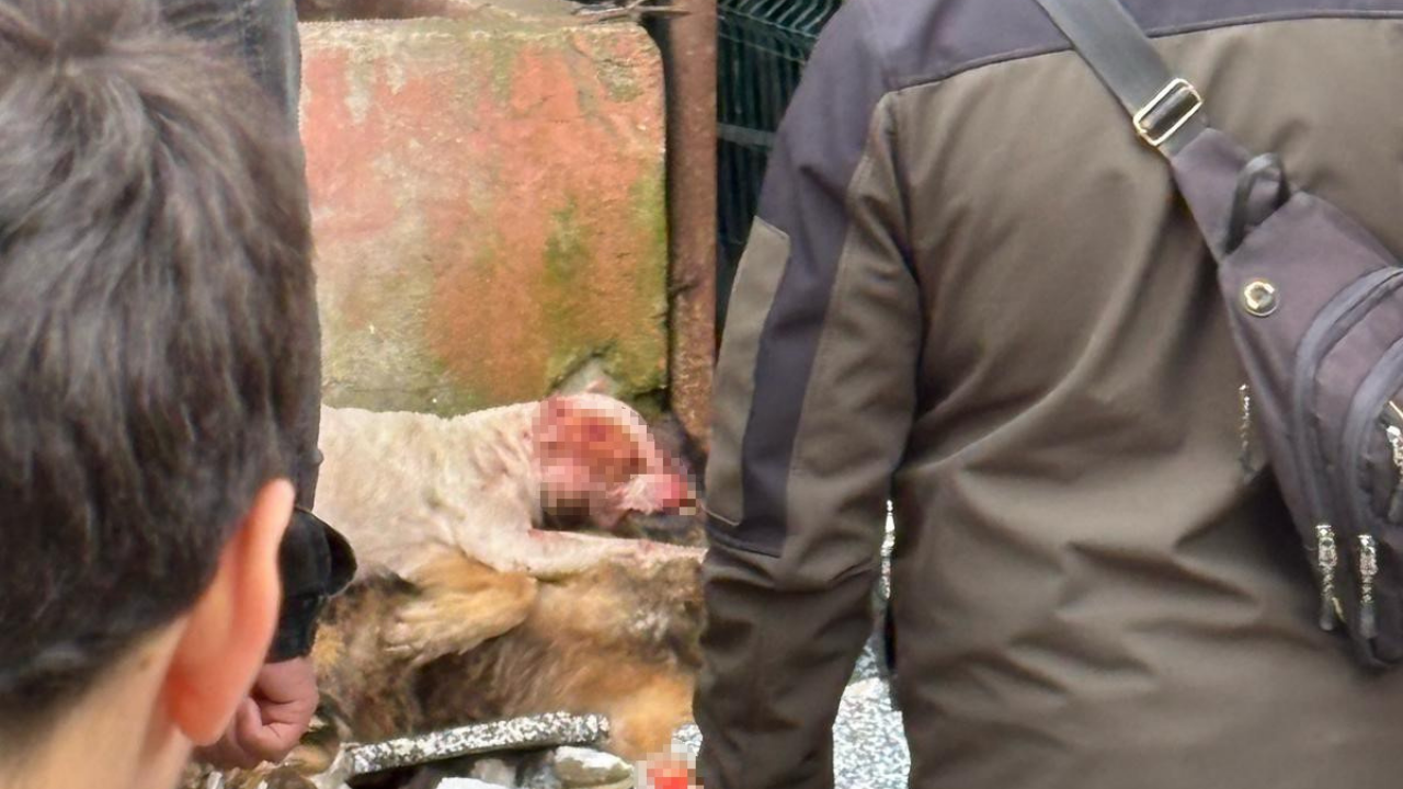 Kocaeli'de Dehşet Anları: Başsız Pitbull, Köpeği Parçaladı!