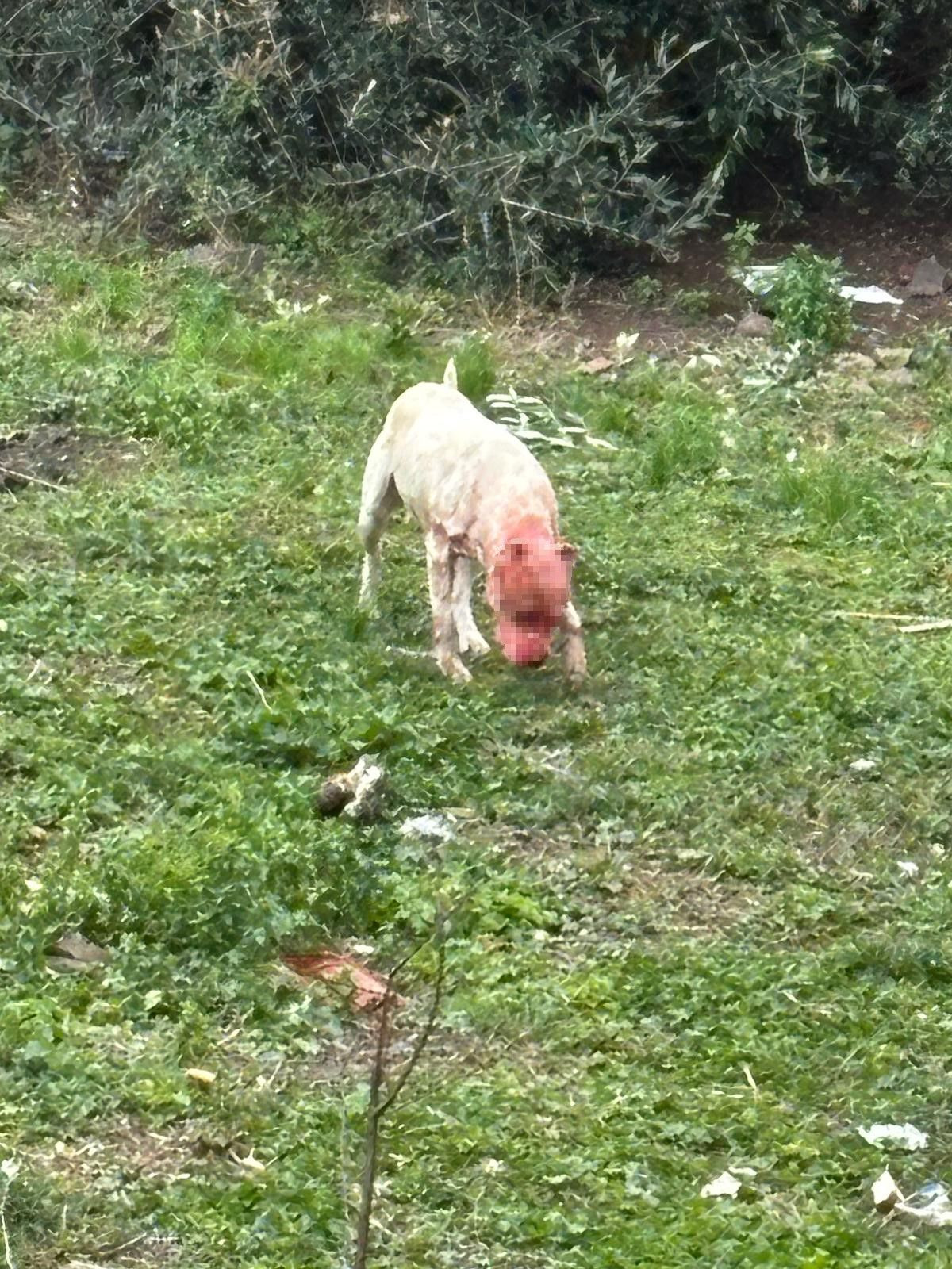 Kocaeli'de Dehşet Anları: Başsız Pitbull, Köpeği Parçaladı! - Sayfa 6