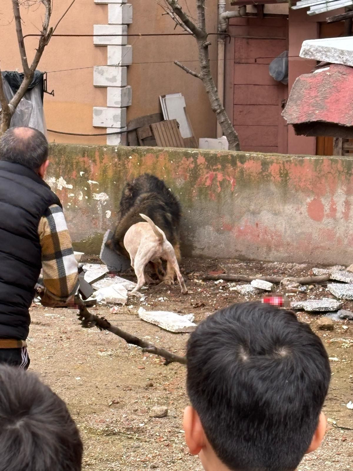 Kocaeli'de Dehşet Anları: Başsız Pitbull, Köpeği Parçaladı! - Sayfa 5