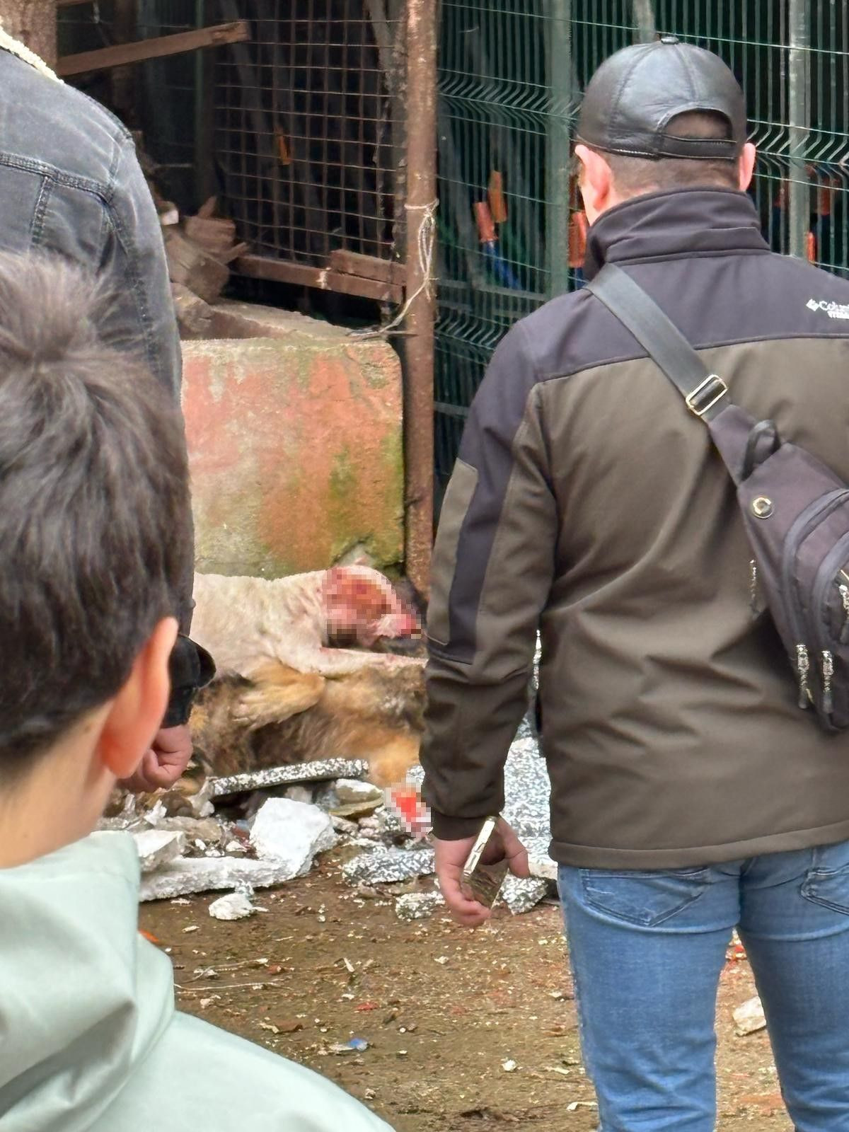 Kocaeli'de Dehşet Anları: Başsız Pitbull, Köpeği Parçaladı! - Sayfa 4