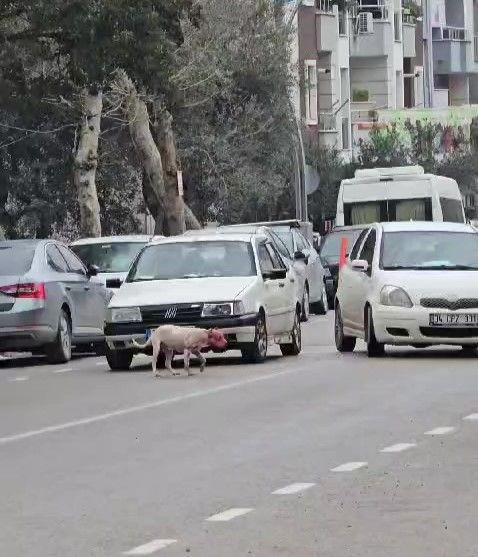 Kocaeli'de Dehşet Anları: Başsız Pitbull, Köpeği Parçaladı! - Sayfa 1