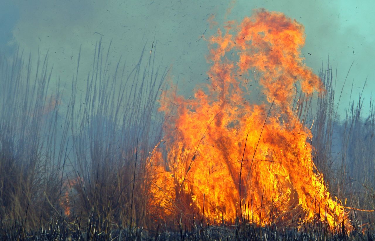 Antalya'da Sazlık Yangını Korkuttu: Ev ve Seralar Tehlike Atlattı - Sayfa 6