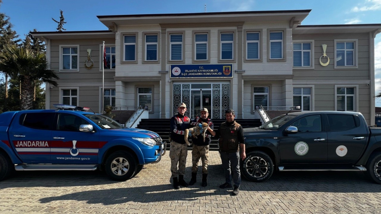 Jandarmadan Yaralı Tilkiye Şefkat Eli