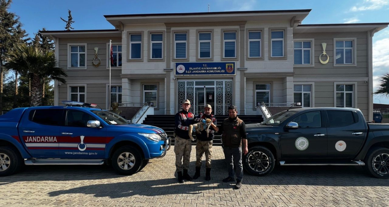 Jandarmadan Yaralı Tilkiye Şefkat Eli - Sayfa 3