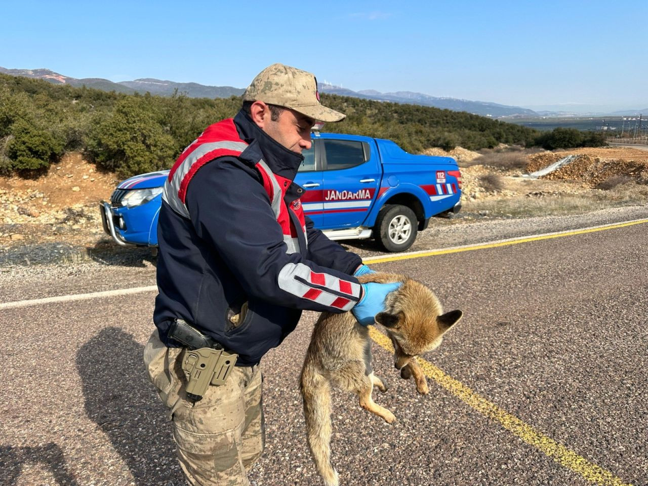 Jandarmadan Yaralı Tilkiye Şefkat Eli - Sayfa 4