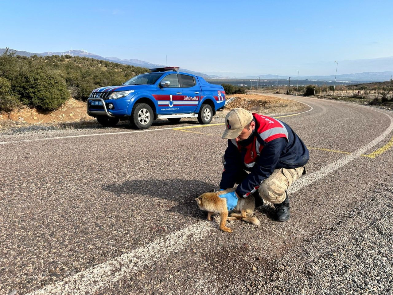 Jandarmadan Yaralı Tilkiye Şefkat Eli - Sayfa 2