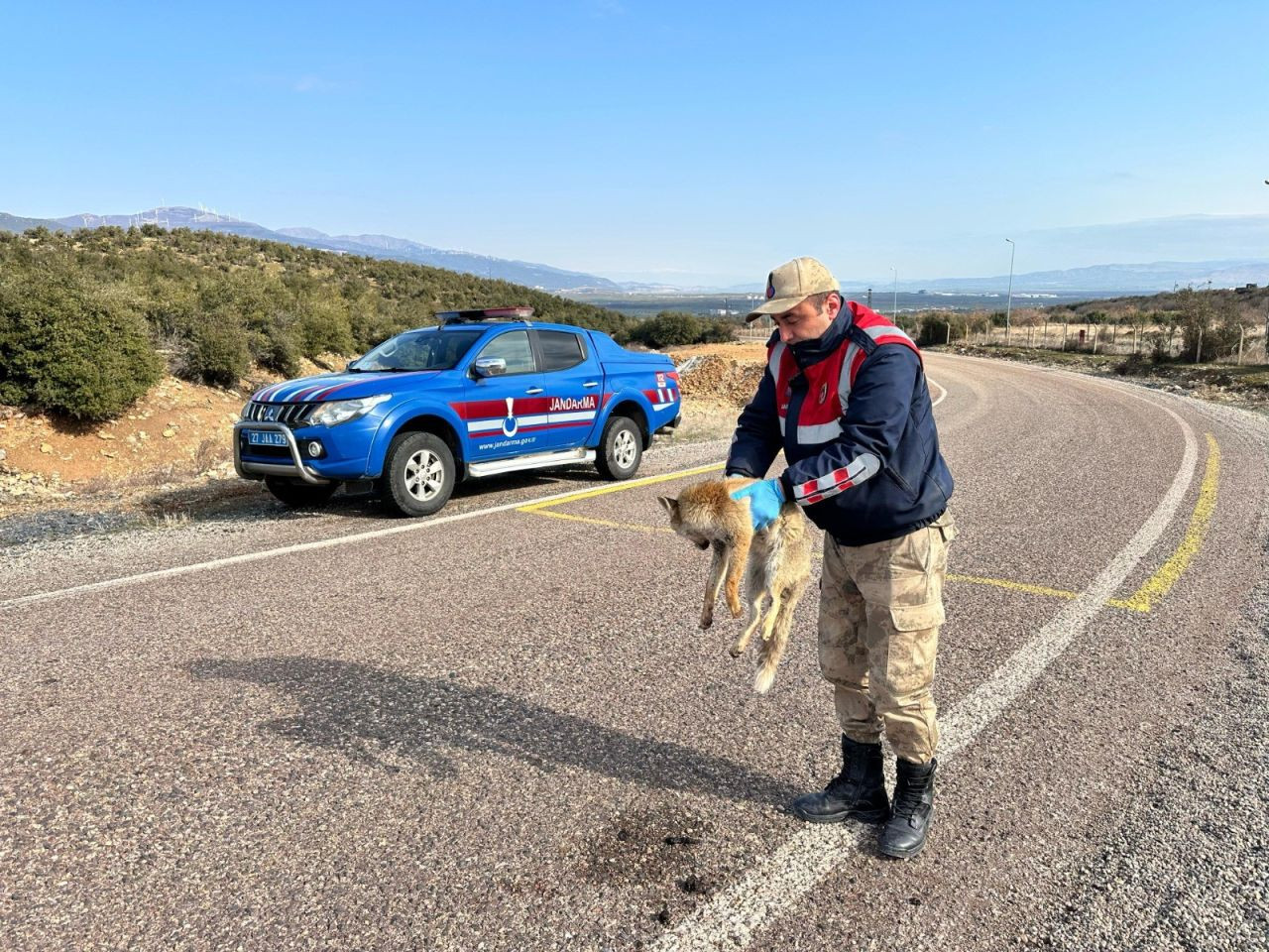 Jandarmadan Yaralı Tilkiye Şefkat Eli - Sayfa 1