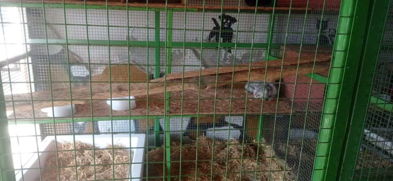 Eskişehir'de Petshop ve Hayvan Bakımevlerine Yönelik Denetim - Sayfa 3