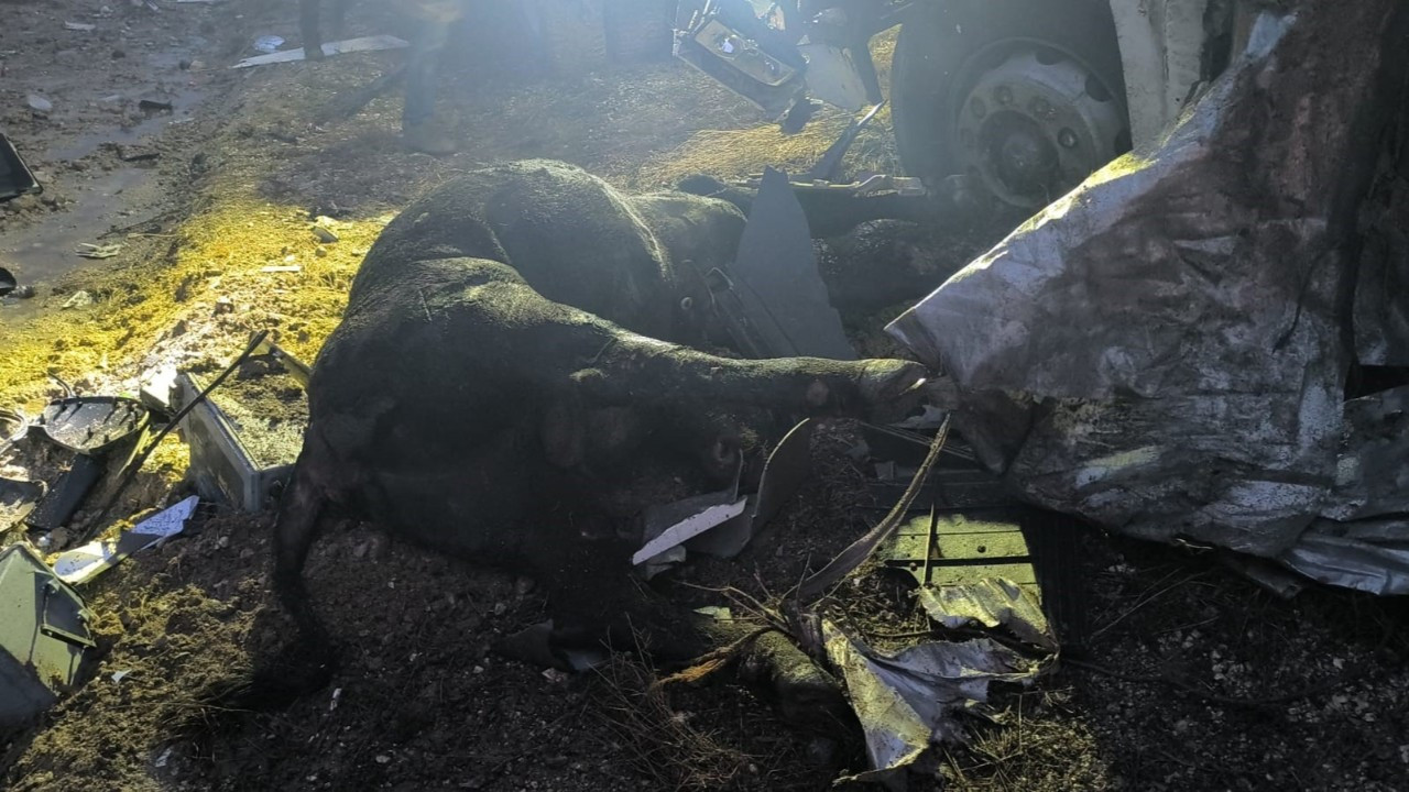 Ankara'da Büyükbaş Hayvan Yüklü Tır Devrildi: 1 Ölü, 1 Yaralı