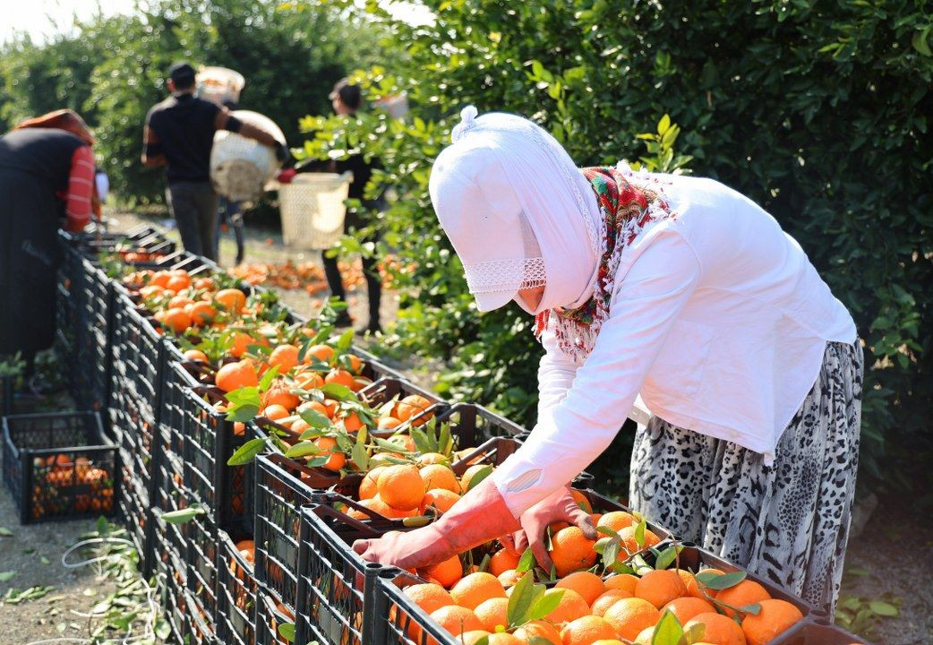 Zirai Don Uyarısı Sonrası Mandalina Hasadı Hız Kazandı - Sayfa 3