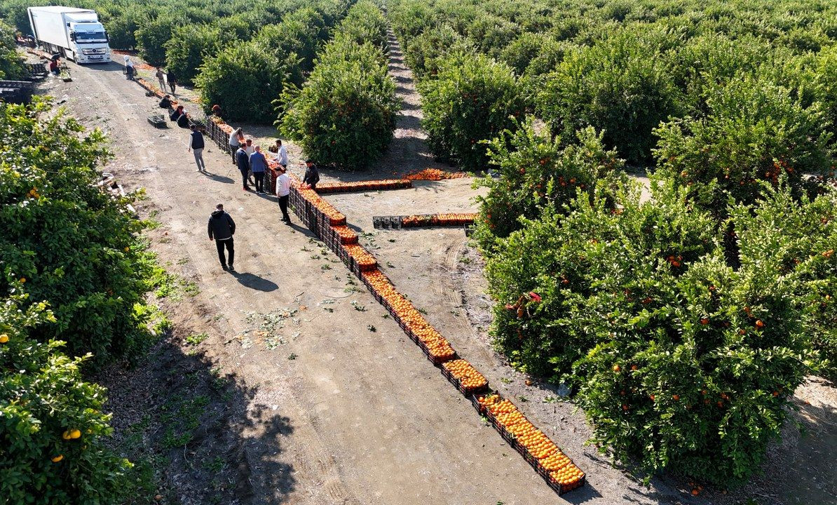 Zirai Don Uyarısı Sonrası Mandalina Hasadı Hız Kazandı - Sayfa 4