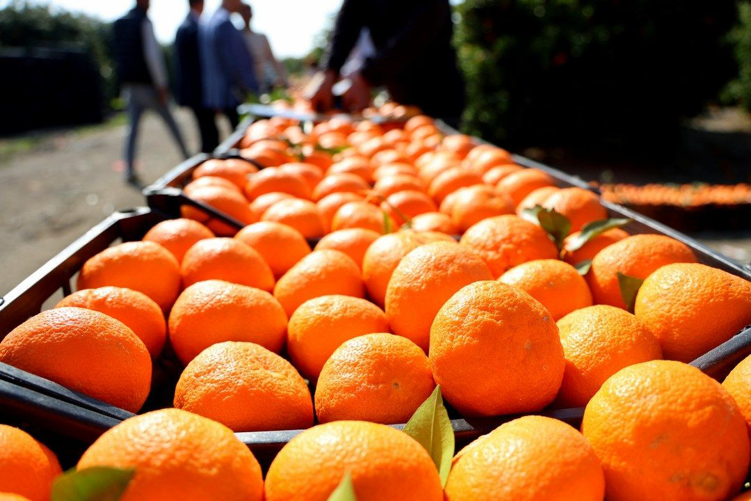 Zirai Don Uyarısı Sonrası Mandalina Hasadı Hız Kazandı - Sayfa 7