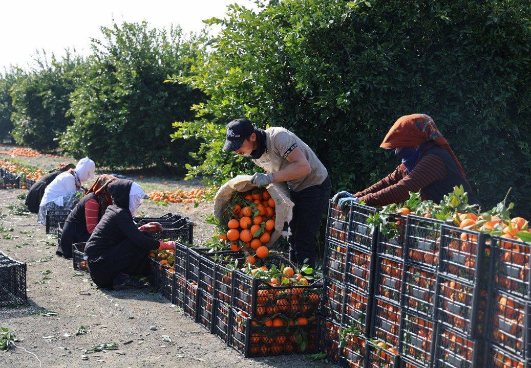 Zirai Don Uyarısı Sonrası Mandalina Hasadı Hız Kazandı - Sayfa 9