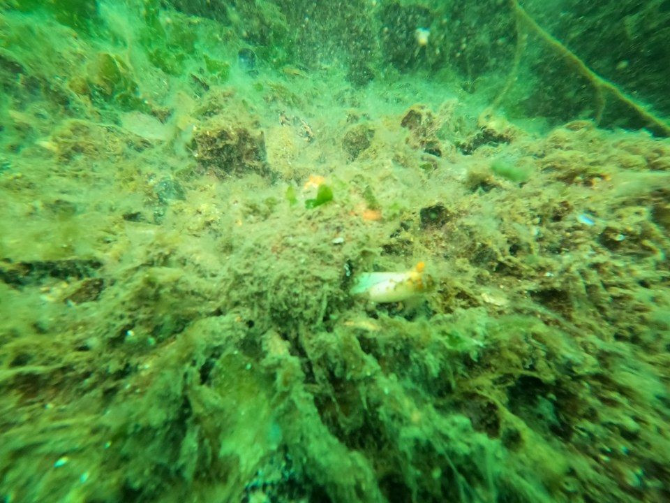 Bursa'da Dalgıçlar Müsilajın Denizdeki Durumunu Görüntüledi - Sayfa 12