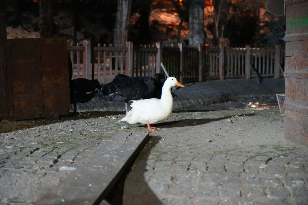 Ankara'da Hava Sıcaklığı Eksi 10 Dereceye Düştü: Kuğulu Park'ın Havuzu Dondu! - Sayfa 3