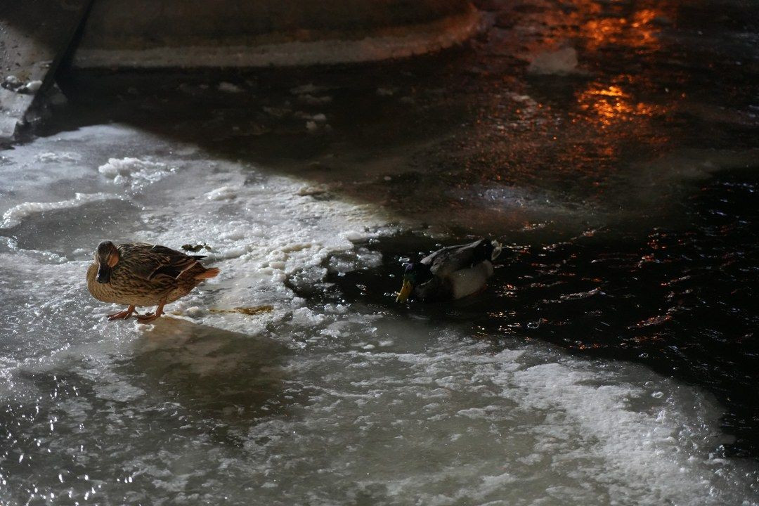 Ankara'da Hava Sıcaklığı Eksi 10 Dereceye Düştü: Kuğulu Park'ın Havuzu Dondu! - Sayfa 4