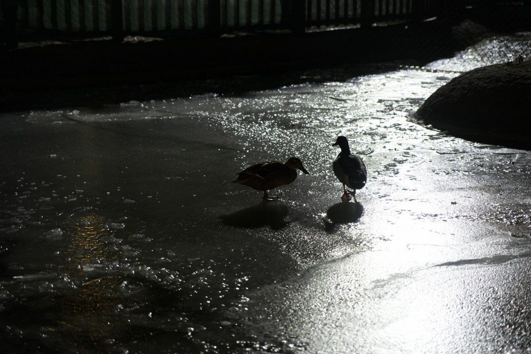 Ankara'da Hava Sıcaklığı Eksi 10 Dereceye Düştü: Kuğulu Park'ın Havuzu Dondu! - Sayfa 7